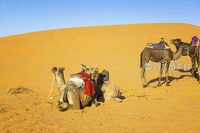 骆驼在沙漠中休息，Merzouga, Erg Chebbi，撒哈拉，摩洛哥